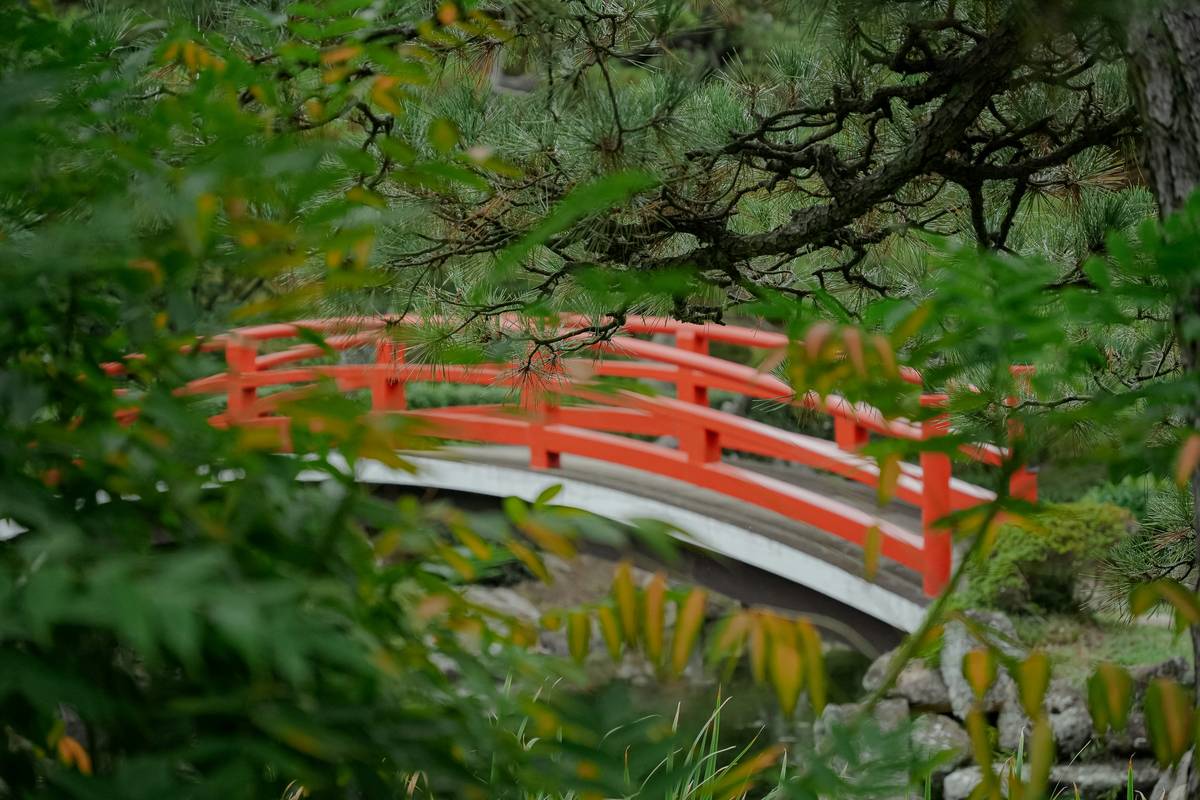 Bridge in Garden Ideas: 7 Proven Tips to Avoid Costly Mistakes