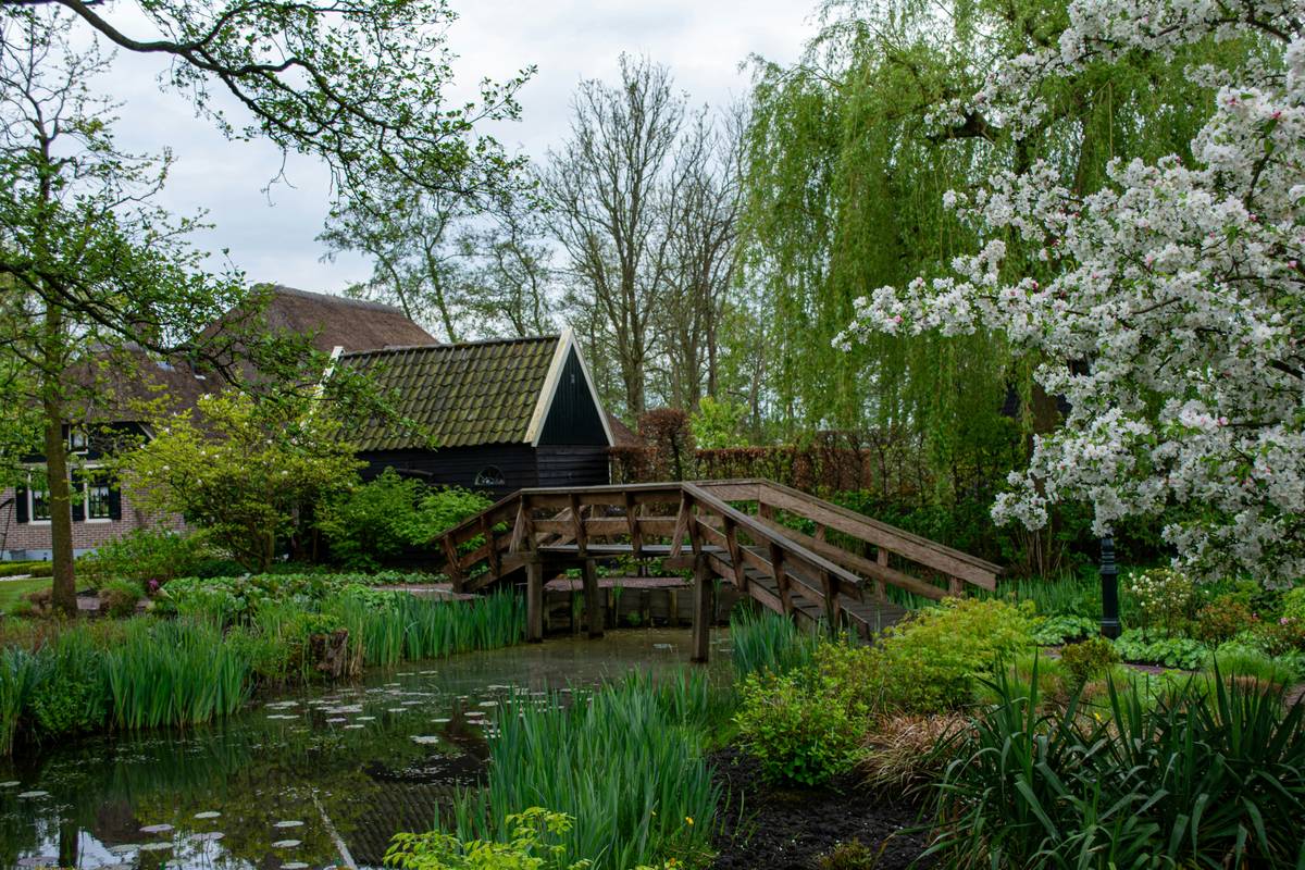 Wooden arched bridge in garden ideas over a small dry creek bed with lush ferns